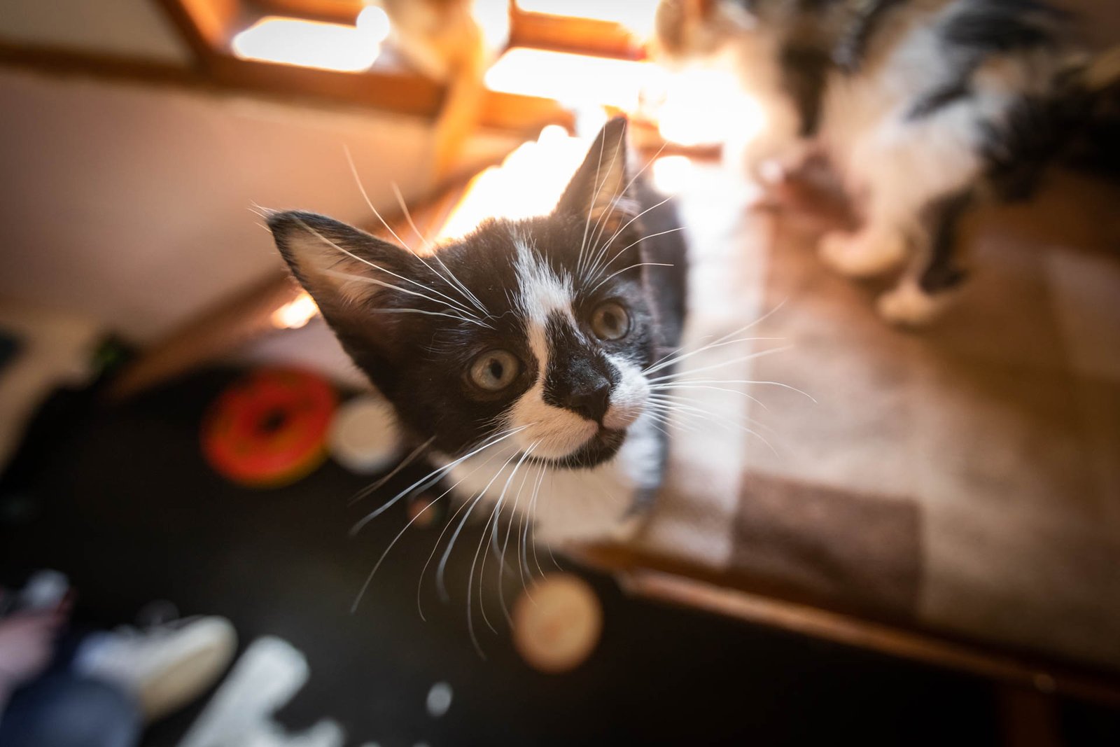 Wilmslow Animal Sanctuary 2024 Calendar