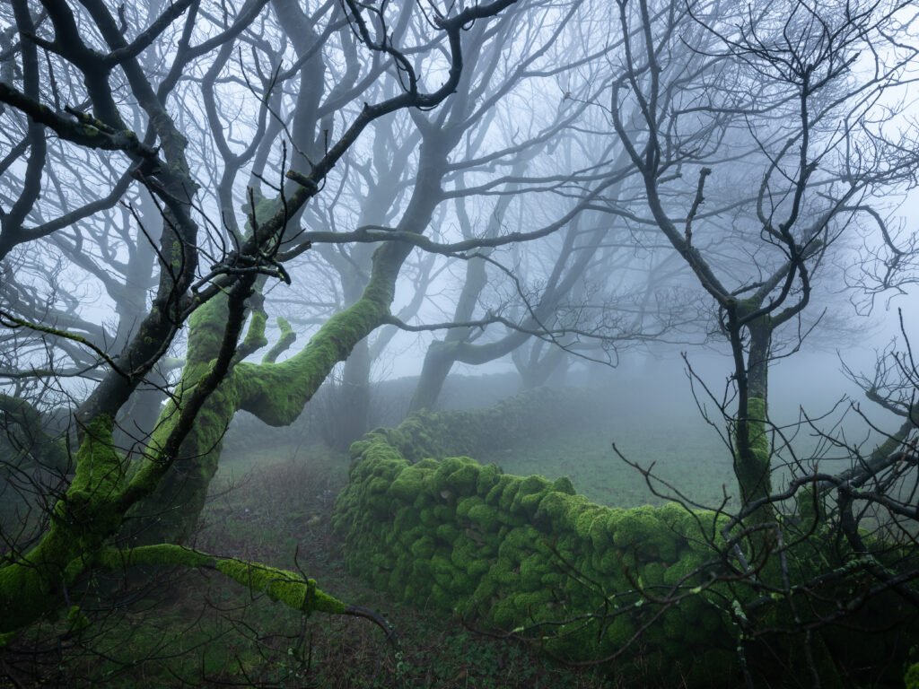 Mossy Wall at Wales — fine art landscape photography print by Liam Hancox