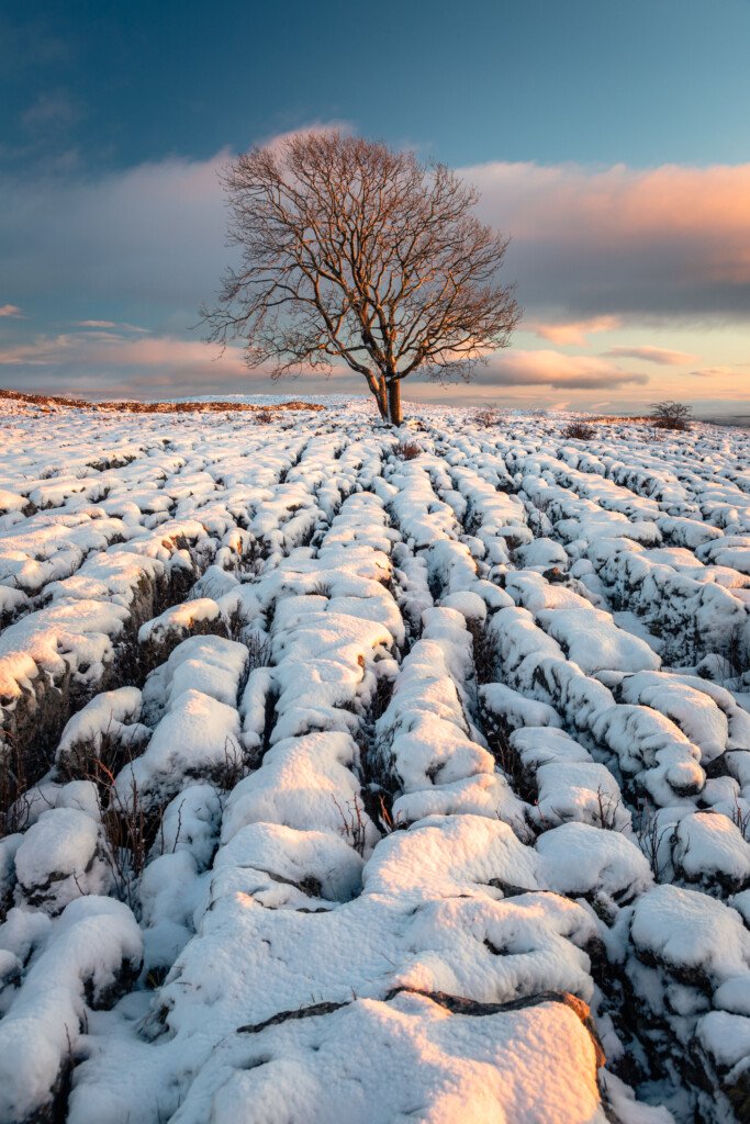 Snowy Lone Tree at Brecon Beacons, Wales — fine art landscape photography print by Liam Hancox