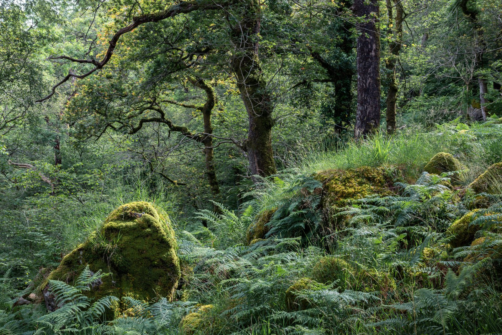 Mossy Rock at Wales — fine art landscape photography print by Liam Hancox