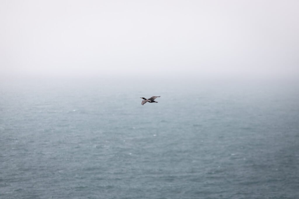 Comorant at Scottish Highlands — fine art landscape photography print by Liam Hancox