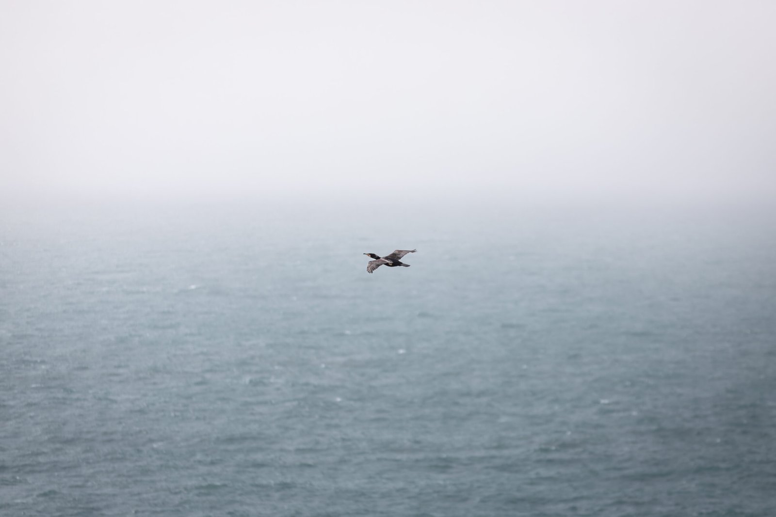 Comorant at Scottish Highlands — fine art landscape photography print by Liam Hancox