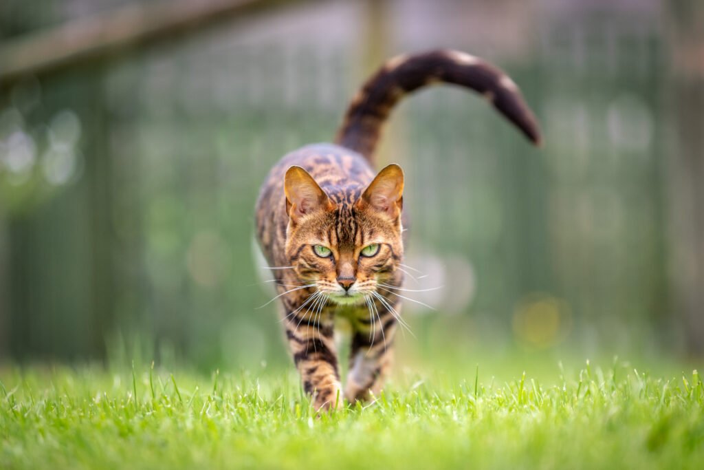 Stalker at Castle Stalker, Argyll, Scotland — fine art landscape photography print by Liam Hancox
